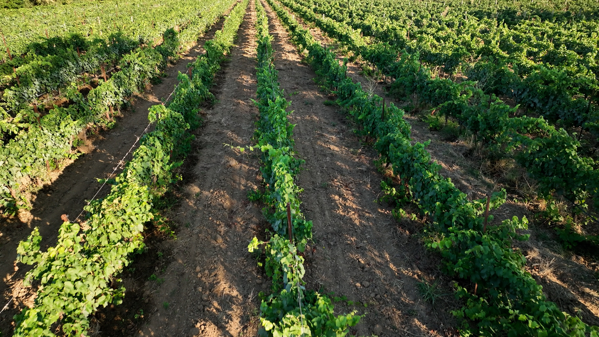 DOMAINE DE MONTMARIN DOMAINE VITICOLE OCCITANIE MONTBLANC12