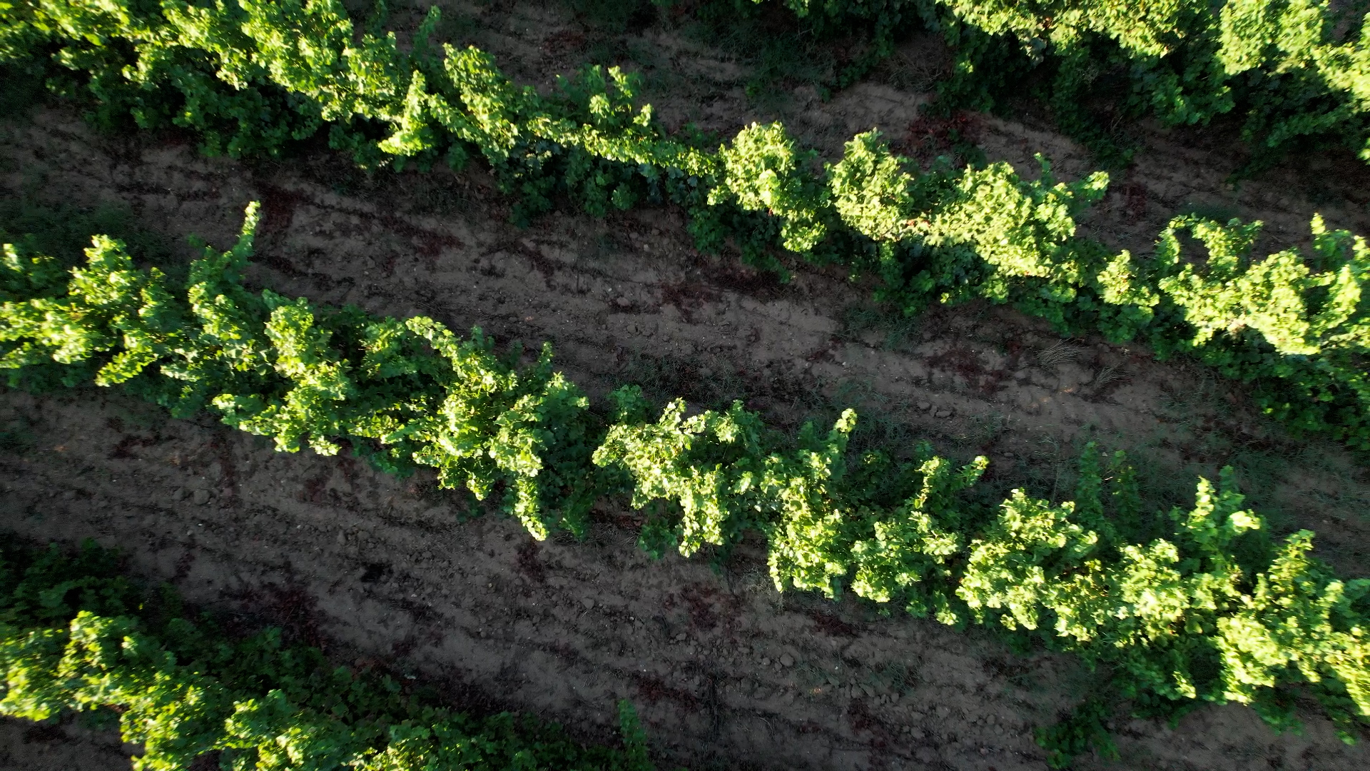 DOMAINE DE MONTMARIN DOMAINE VITICOLE OCCITANIE MONTBLANC9